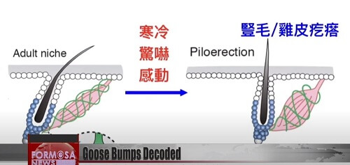 The Arrector Pili Muscle (aka Goosebump Muscle)