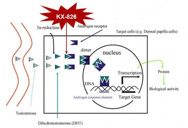 Kintor Pharmaceutical Phase 3 Trial Results for KX-826 and GT20029