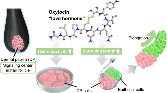 Oxytocin and Hair Growth | Hair Loss Cure 2020