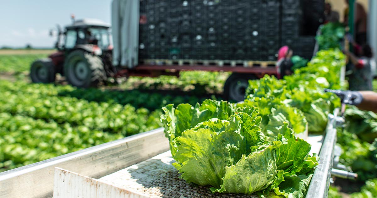 FDA: Taylor Farms lettuce still linked to cyclosporiasis outbreak