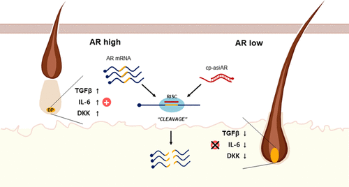 OliX Pharmaceuticals Asymmetric siRNA Targeting Androgen Receptor