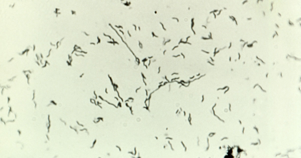 Contaminated spring water sickens wedding guests
